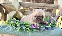Gina, a female French Bulldog for sale in Wellston, OK – 6 of 7