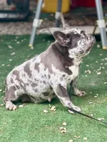 Glitzy , a female French Bulldog for sale in Wellston, OK – 6 of 6
