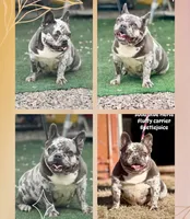 Glitzy , a female French Bulldog for sale in Wellston, OK – 5 of 6