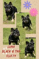 Luna , a female French Bulldog for sale in Wellston, OK – 2 of 3