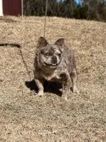 Natabo, a male French Bulldog for sale in Wellston, OK – 4 of 4