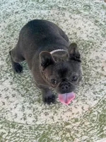 Blue Genie, a female French Bulldog for sale in Wellston, OK – Photo 1 of 4