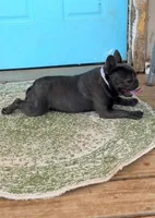 Blue Genie, a female French Bulldog for sale in Wellston, OK – Photo 2 of 4