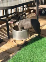 Blue Genie, a female French Bulldog for sale in Wellston, OK – Photo 3 of 4