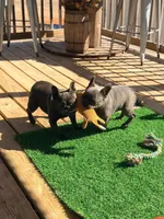 Blue Genie, a female French Bulldog for sale in Wellston, OK – Photo 4 of 4