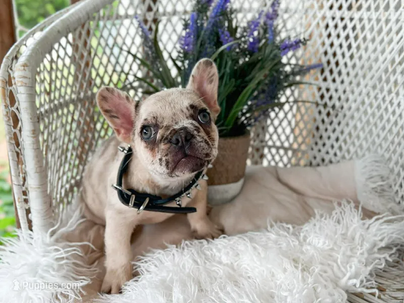 Ozzie – French Bulldog puppy for sale in Wellston, OK