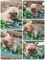 Gina, a female French Bulldog for sale in Wellston, OK – 2 of 7