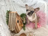 Primrose , a female French Bulldog for sale in Wellston, OK – 2 of 4