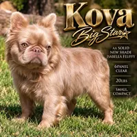 Gino, a male French Bulldog for sale in Wellston, OK – 5 of 10