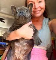Gino, a male French Bulldog for sale in Wellston, OK – 6 of 10