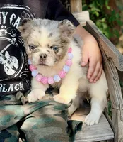 Icey Hott, a female French Bulldog for sale in Wellston, OK – 2 of 5