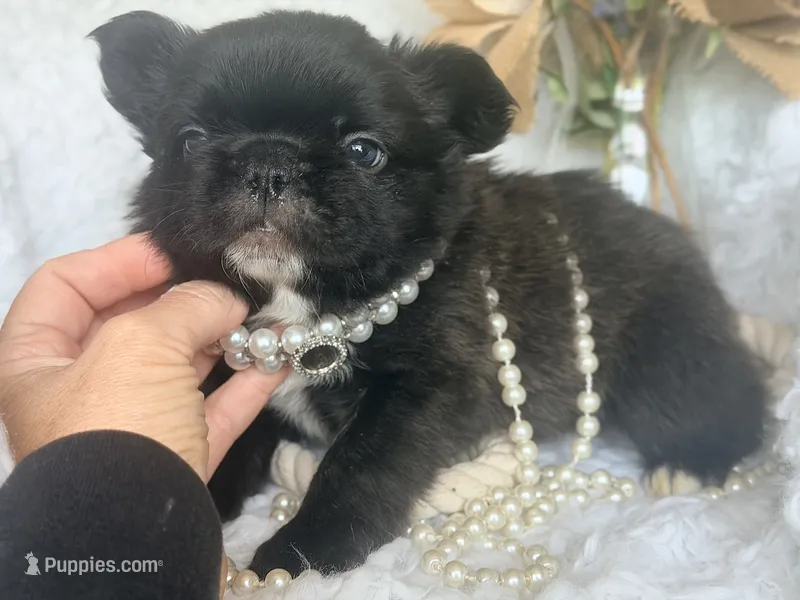 Midnight Melody FLUFFY – French Bulldog puppy for sale in Wellston, OK