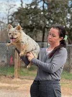 Misty, a female French Bulldog for sale in Wellston, OK – Photo 2 of 2