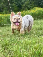 Misty, a female French Bulldog for sale in Wellston, OK – Photo 1 of 2