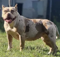 PeanutButter , a female American Bully for sale in Wellston, OK – 1 of 4