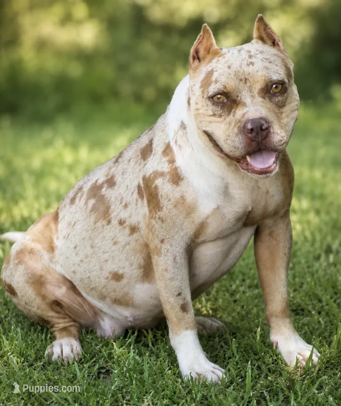 PeanutButter  – American Bully puppy for sale in Wellston, OK