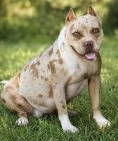 PeanutButter , a female American Bully for sale in Wellston, OK – 1 of 6