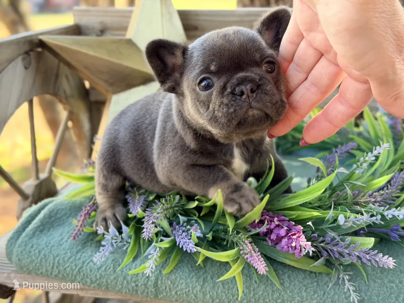 Gino – French Bulldog puppy for sale in Wellston, OK