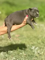 Minnie, a female American Bully for sale in Wellston, OK – 9 of 10