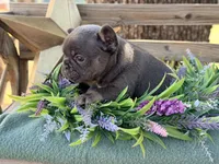 Gino, a male French Bulldog for sale in Wellston, OK – 7 of 10