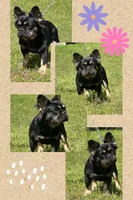 Luna, a female French Bulldog for sale in Wellston, OK – 6 of 6