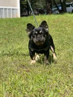 Luna, a female French Bulldog for sale in Wellston, OK – 4 of 6