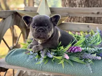 Gino, a male French Bulldog for sale in Wellston, OK – 8 of 10