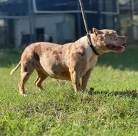 PeanutButter , a female American Bully for sale in Wellston, OK – 3 of 4