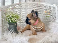 Goldie Fawn FLUFFY, a female French Bulldog for sale in Wellston, OK – 2 of 9