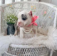 Daphne, a female American Bully for sale in Wellston, OK – 9 of 9