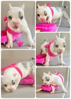 Daphne, a female American Bully for sale in Wellston, OK – 9 of 9
