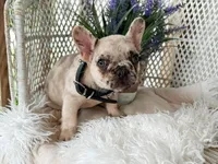 Ozzie, a male French Bulldog for sale in Wellston, OK – 6 of 6