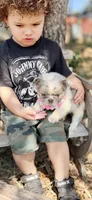 Icey Hott, a female French Bulldog for sale in Wellston, OK – 5 of 5