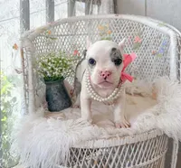 Daphne, a female American Bully for sale in Wellston, OK – 7 of 9