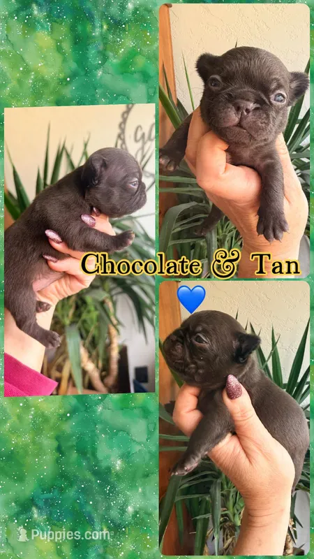 Chocolate fluffy boy  – French Bulldog puppy for sale in Wellston, OK