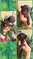 Chocolate fluffy boy , a male French Bulldog for sale in Wellston, OK – Photo 1 of 2