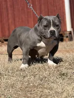 Lil Bit , a female American Bully for sale in Wellston, OK – 3 of 4