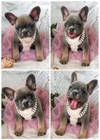 Hazel, a female French Bulldog for sale in Wellston, OK – 4 of 4