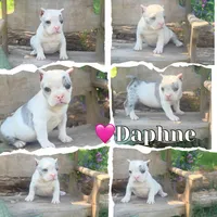 Daphne, a female American Bully for sale in Wellston, OK – 5 of 9