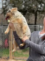 Misty, a female French Bulldog for sale in Wellston, OK – 8 of 8