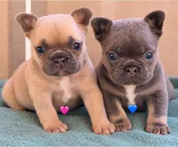 Gino, a male French Bulldog for sale in Wellston, OK – 4 of 10