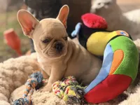 Toffee , a female French Bulldog for sale in Wellston, OK – Photo 4 of 5