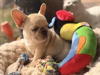 Toffee , a female French Bulldog for sale in Wellston, OK – Photo 5 of 5