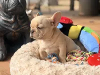 Toffee , a female French Bulldog for sale in Wellston, OK – Photo 3 of 5