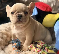 Toffee , a female French Bulldog for sale in Wellston, OK – Photo 1 of 5