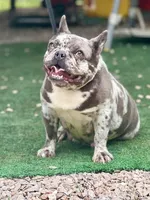 Glitzy , a female French Bulldog for sale in Wellston, OK – 4 of 6