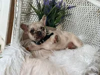 Ozzie, a male French Bulldog for sale in Wellston, OK – 5 of 6