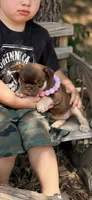 Destiny, a female French Bulldog for sale in Wellston, OK – 4 of 6