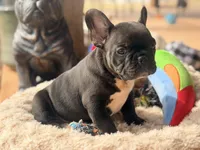 Tux, a male French Bulldog for sale in Wellston, OK – Photo 1 of 5