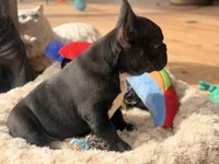 Tux, a male French Bulldog for sale in Wellston, OK – Photo 4 of 5